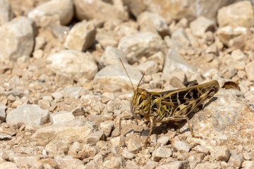grasshopper on the ground