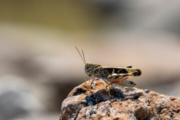 grasshopper on a rock