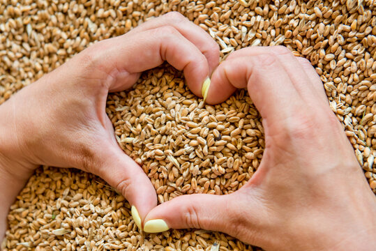 Women's hands in the shape of a heart on a background of wheat seeds.