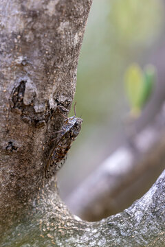 Cicada on olive tree