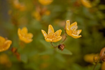 flower in the garden