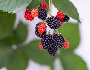 Blackberry bushes with ripening berries on a branch in the home garden