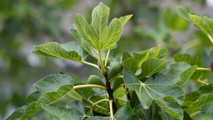 Fig fruit tree