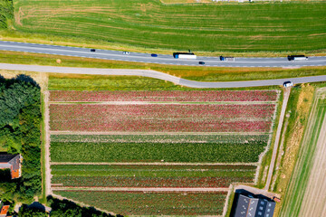Luftaufnahme einiger bunter Blumenfelder mit Blick auf eine Landstrasse, Nordholland, Niederlande - obrazy, fototapety, plakaty