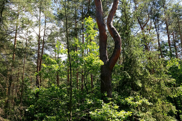 Fototapeta na wymiar The forest interior with its plants