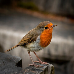 Redbreasted Robin perched on a stand in the wild