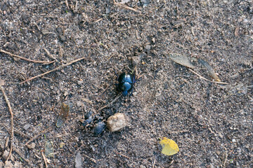 Mistkäfer krabbelt auf dem Boden zu einem toten Käfer