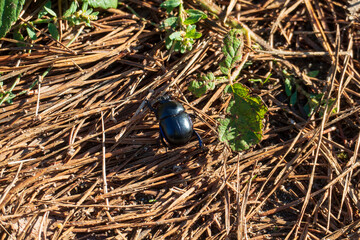 Mistkäfer krabbelt auf einem Misthaufen © HeiSpa