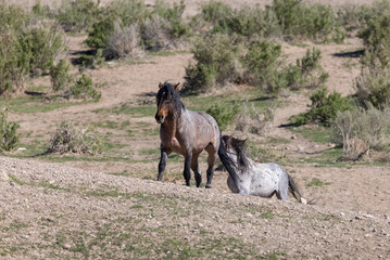 Naklejka na ściany i meble Wild Horses in the Utah Desert in Springtime