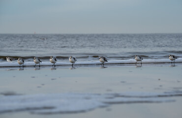 Nordseeküste Deutschland