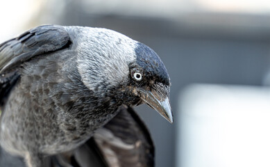 Porträtfoto einer Dohle (Corvus monedula) im seitlichen Profil, Den Helder, Niederlande, NordHolland