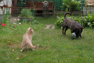 Ginger cat attacks the dog. The brave cat plays with the dog.