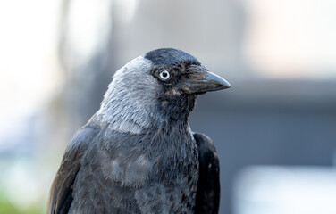Porträtfoto einer Dohle (Corvus monedula) im seitlichen Profil, Den Helder, Niederlande,...