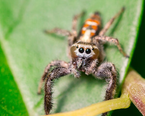 SPIDER EYES