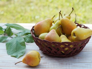 Juicy fragrant pears on the background of nature. Natural background.