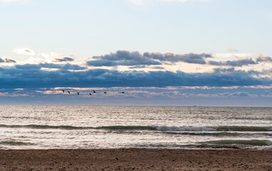 Beach sunrise flying birds