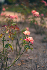 A Beautiful Rose flower in a garden