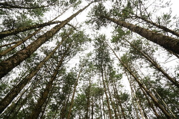 tall trees and foliage Veluwe