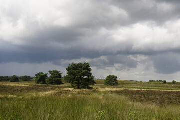 trees in empty field cloudy