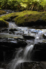 Fototapeta premium waterfall in the forest