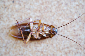 Dead cockroach lay on floor close up