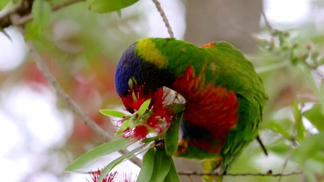 Rainbow Lorikeet feeding in a native Australian bottle brush tree in a Suburban Sydney Park NSW Australia