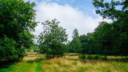Sunny field of trees Veluwe