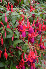 fuchsien