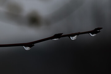 drops of dew