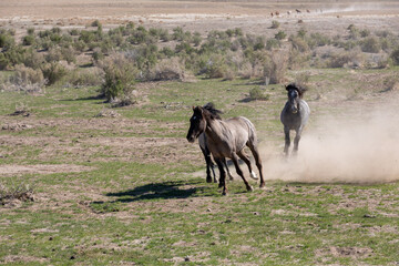 Wild Horses in the Utah Desert in Springtime