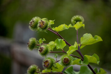 buds on a branch
