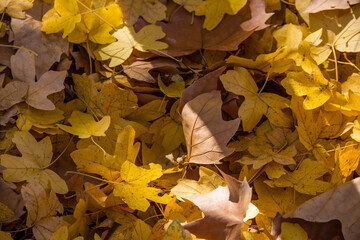 Hojas secas de árboles en un bosque de Aranjuez, España