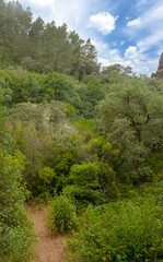 Forest of Sierra of Aracena
