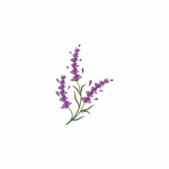 Fototapeta premium Lavender Logo Template vector symbol nature