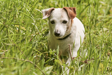 Jack Russell Terrier dog relaxes on tall green grass.