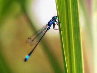 Gro&szlig;e Pechlibelle (Ischnura elegans)