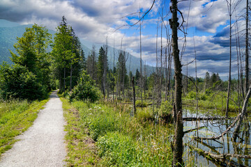 The climate crisis and forest dieback hit the forests in Germany and Bavaria very hard,...