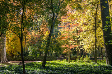 Bosque en los jardines de Aranjuez, España