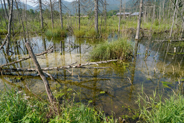 The climate crisis and forest dieback hit the forests in Germany and Bavaria very hard, photographed in 2021