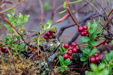 Wild berry lingonberry
