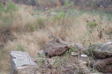 インド　ハイデラバード　ゴールコンダフォートのリス