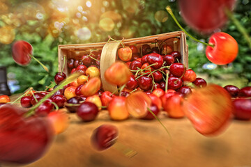 Spilled cherries fly from the basket on a sunny day in the garden