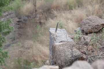 インド　ハイデラバード　ゴールコンダフォートのリス