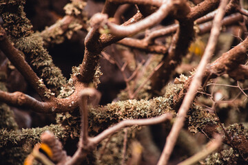 Vegetación en Canarias.