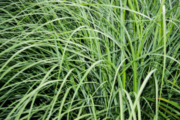 long grass