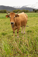 Paisaje con vaca en prado y montañas nevadas.