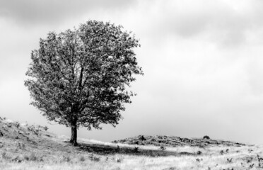 Lone Tree near Coniston water