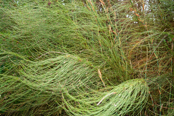 close up of horsetails