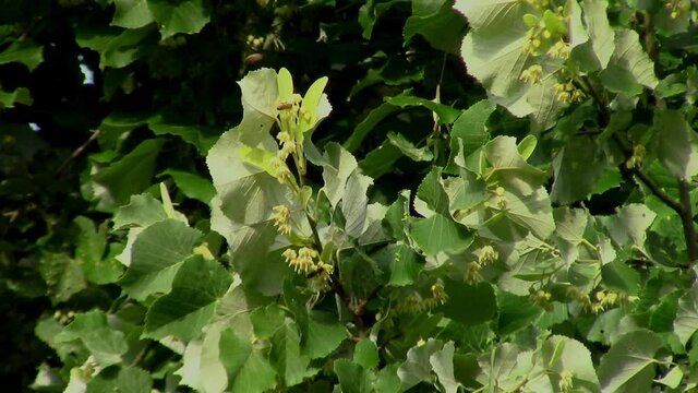 Close up of bees collecting nectar in blossoms of a silver linden tree, also called Tilia tomentosa or silber linde