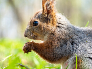 Large portrait of a squirrel sitting on the green grass in the park on a sunny spring day. Close up